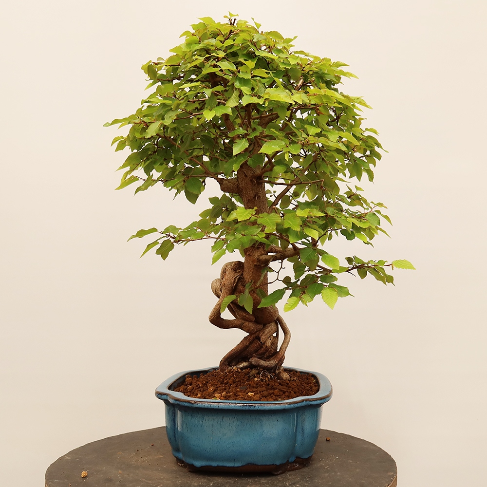 Venkovní bonsai -Carpinus Coreana - Habr korejský