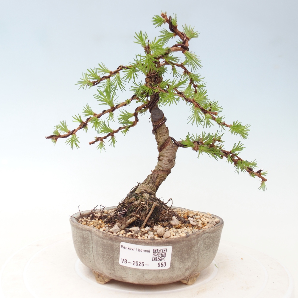 Venkovní bonsai - Larix Kaempferi - Modřín japonský