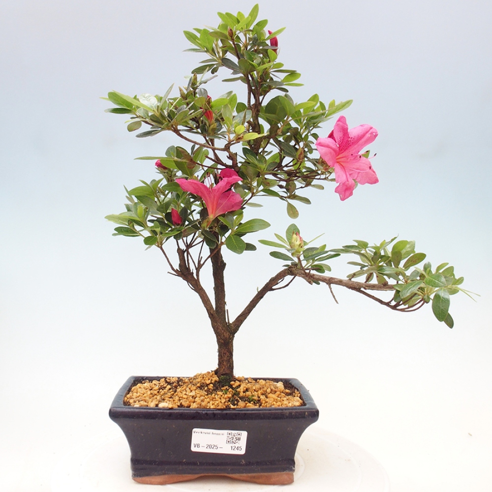 Venkovní bonsai - Japonská azalka - Azalea sp.
