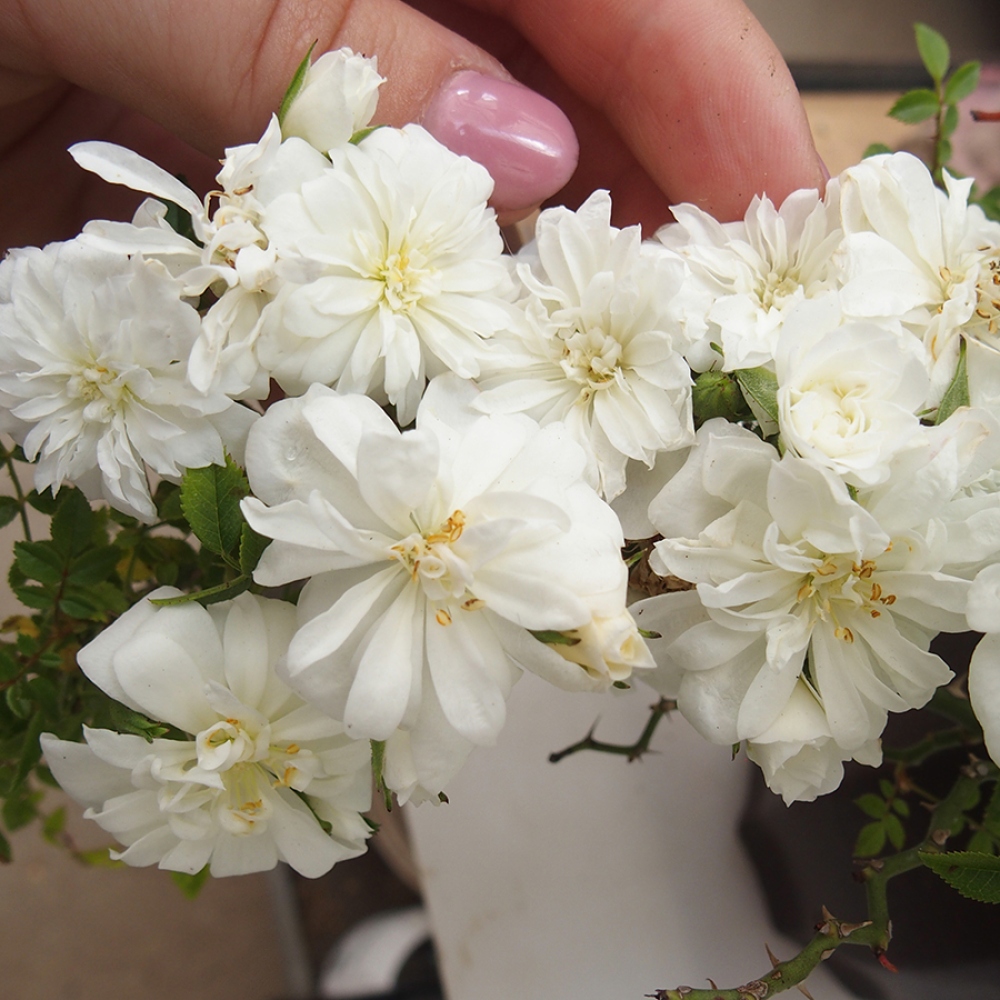 Venkovní bonsai - Rosa Sea Foam -  růže