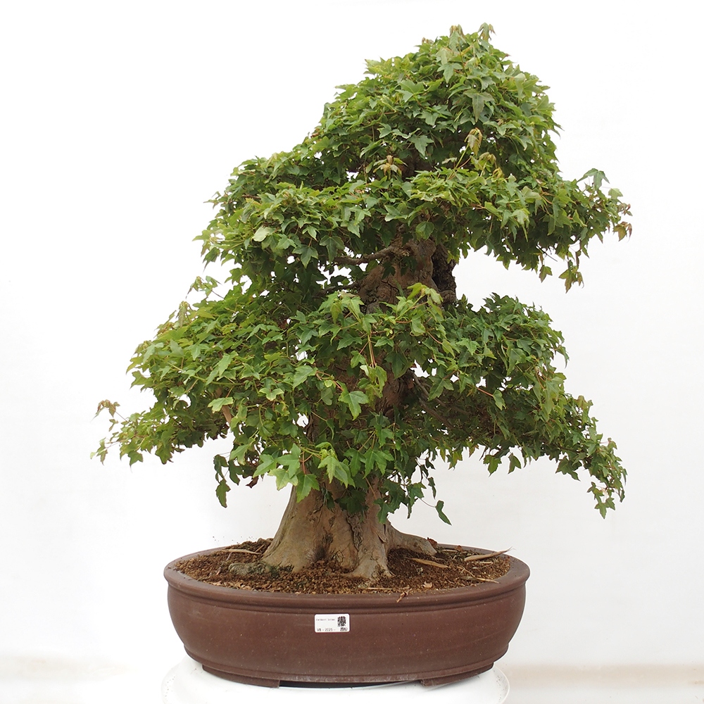 Venkovní bonsai - Acer Buergerianum - Javor Burgerův