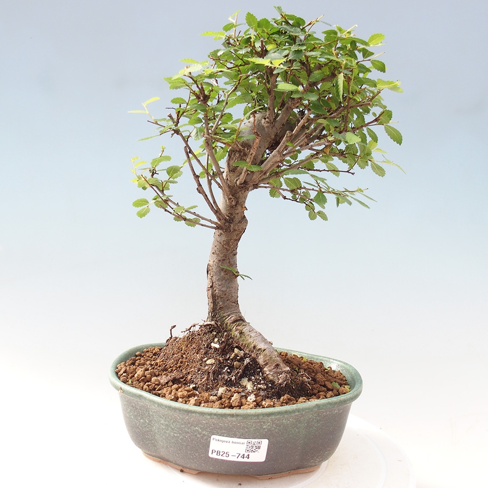 Pokojová bonsai - Ulmus parvifolia - Malolistý jilm