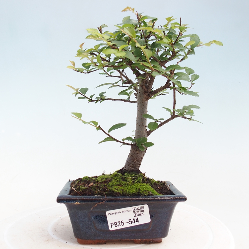 Pokojová bonsai - Ulmus parvifolia - Malolistý jilm
