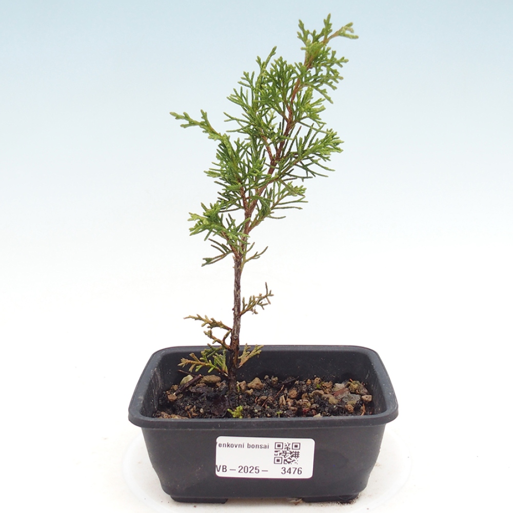 Venkovní bonsai - Juniperus chinensis Itoigawa -Jalovec čínský