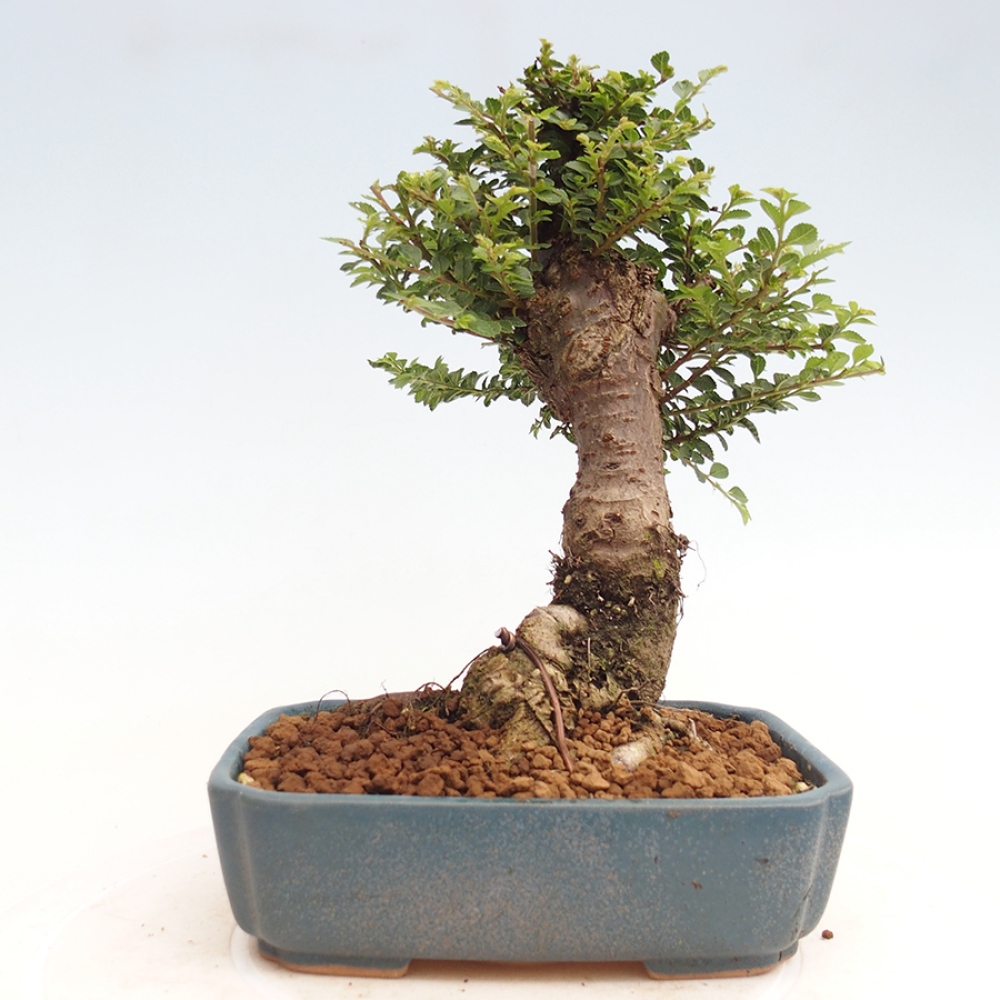 Venkovní bonsai - Ulmus parvifolia Hokkaido - jilm Činski
