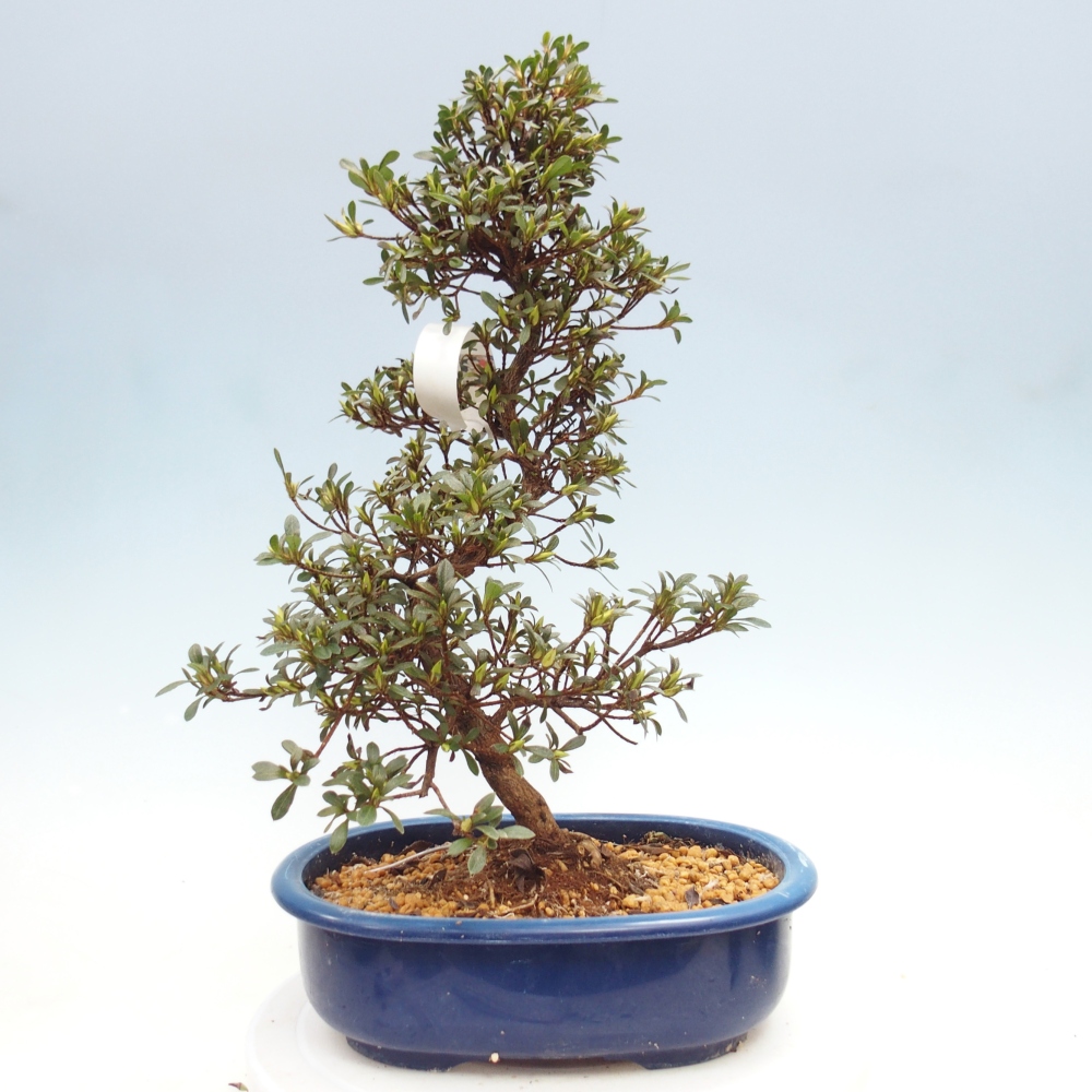 Venkovní bonsai - Japonská azalka - Azalea Nikko