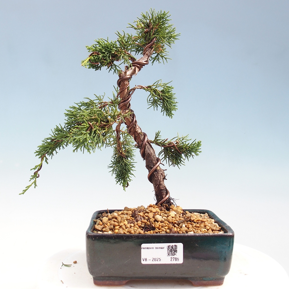 Venkovní bonsai - Juniperus chinensis Kishu -Jalovec čínský