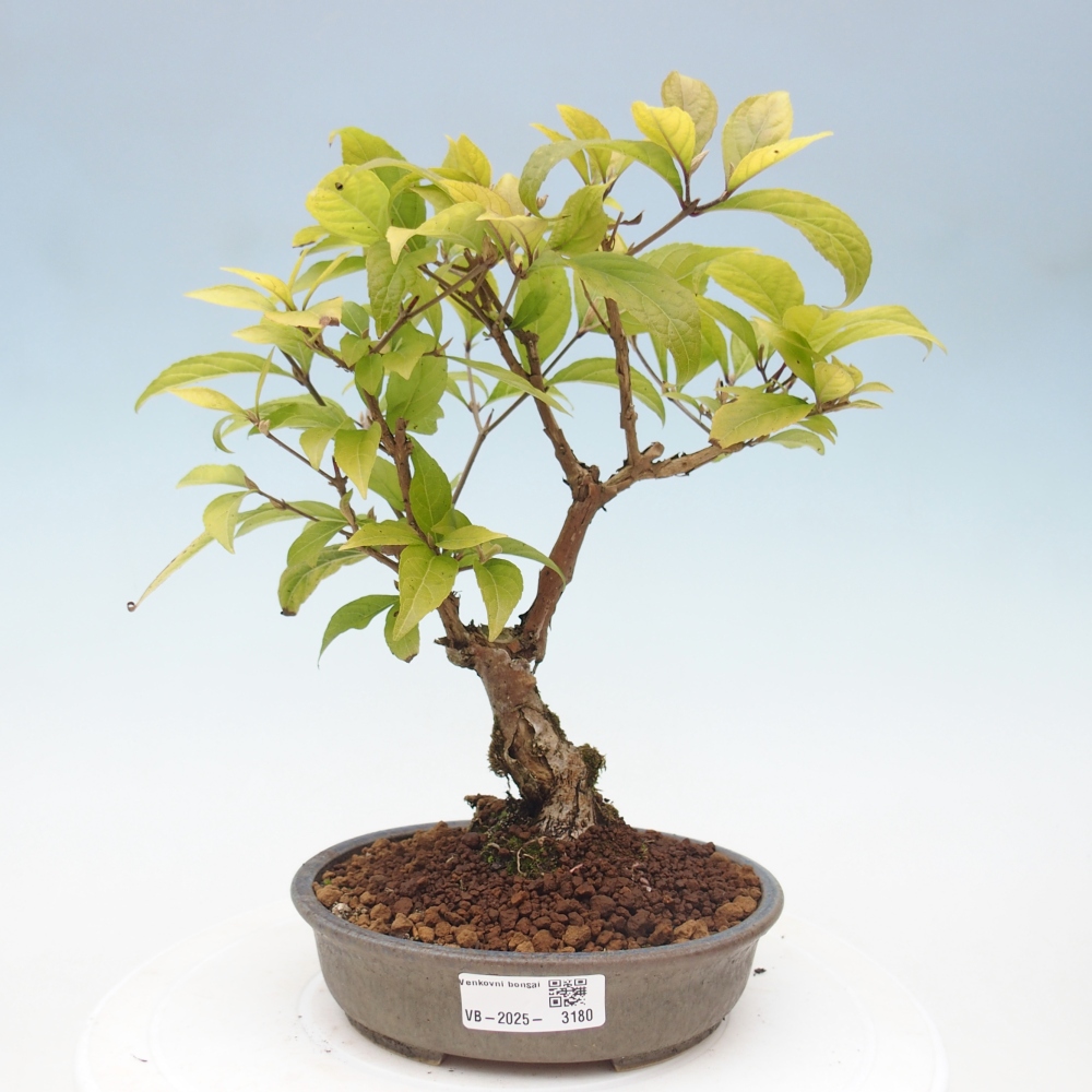 Venkovní bonsai - krásnoplodka - Callicarpa japonica