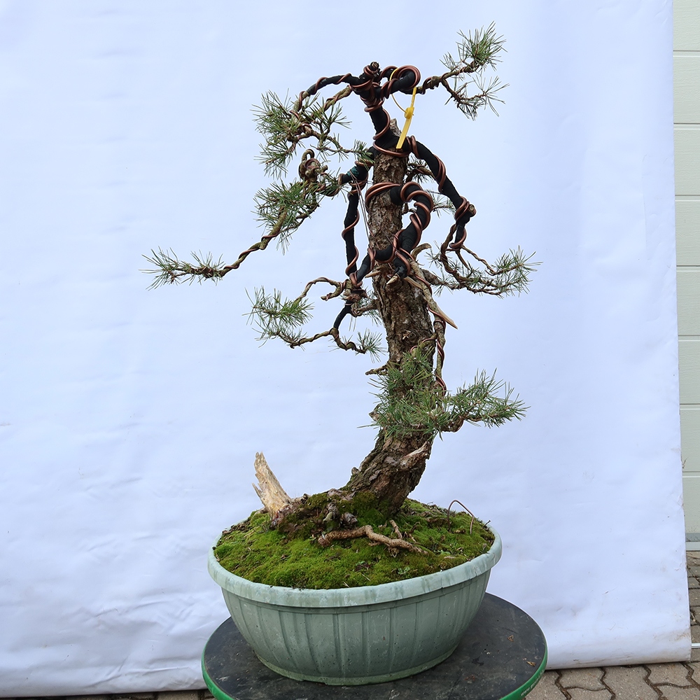 Pinus sylvestris Španělsko - borovice lesní
