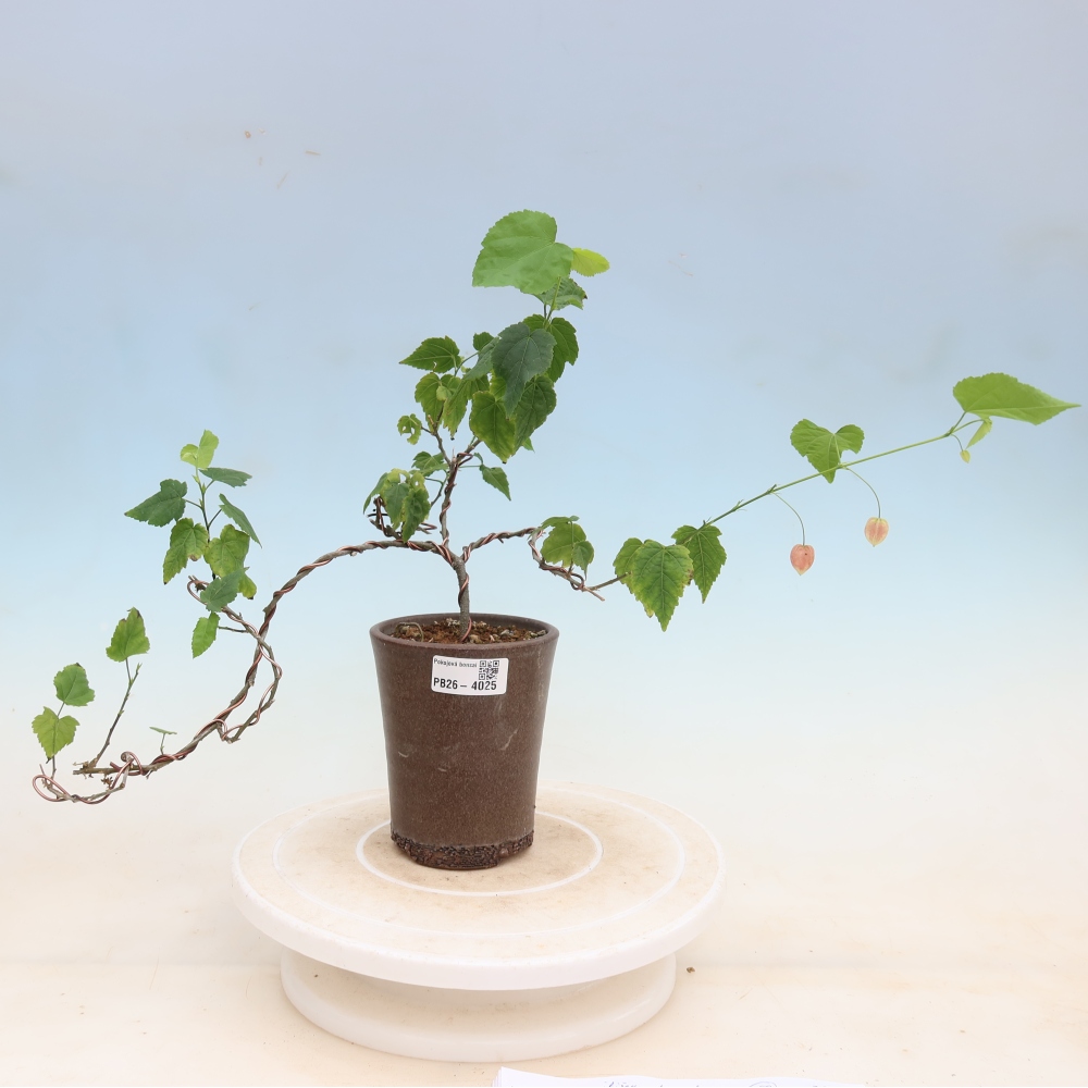 Pokojová bonsai - Abutilon Big Bell - Mračňák poříční