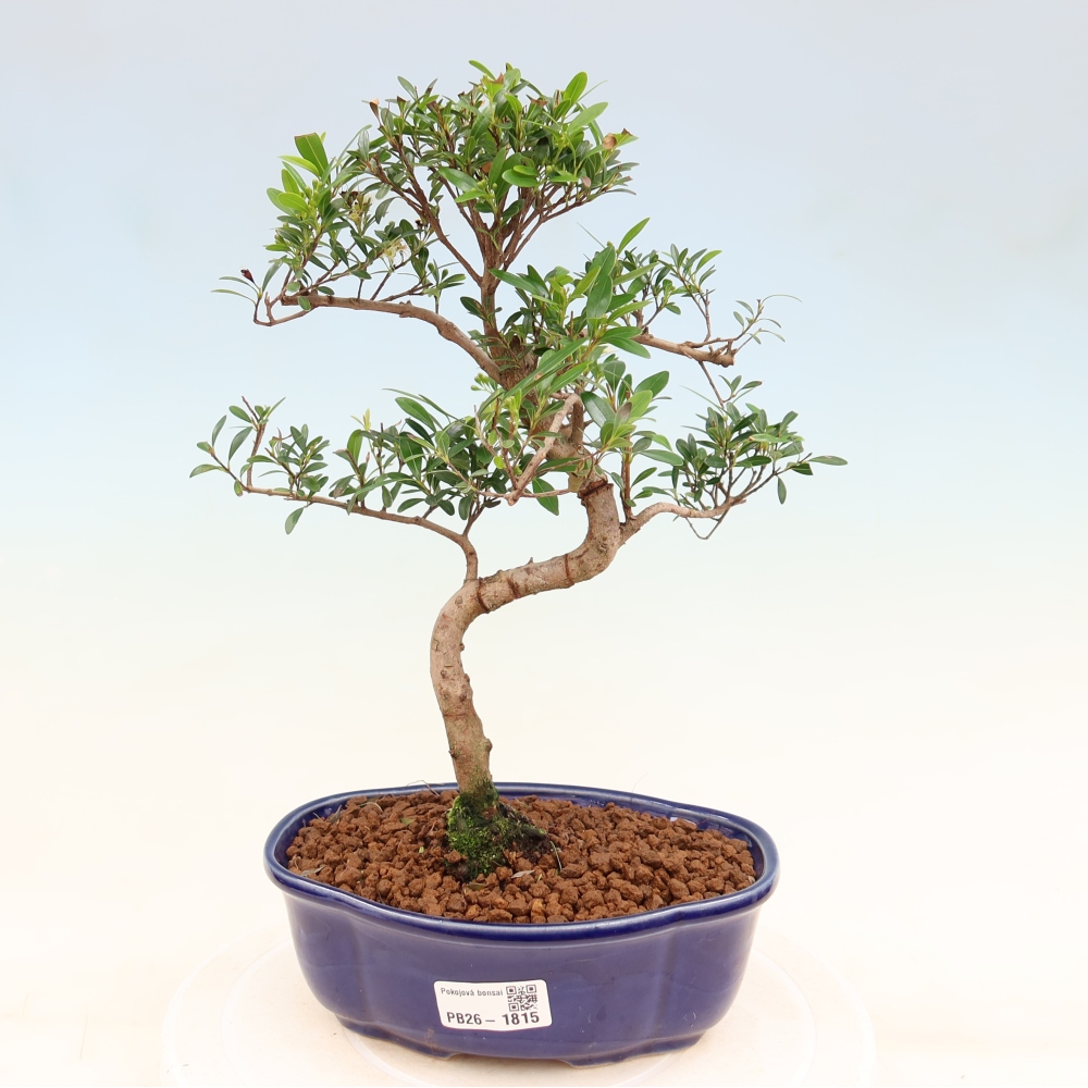 Pokojová bonsai - Syzygium - Pimentovník