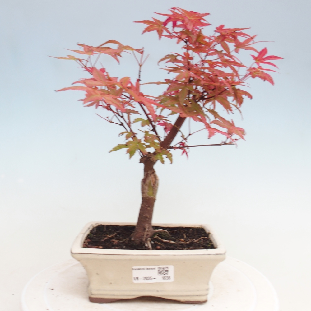 Venkovní bonsai - Javor dlanitolistý - Acer palmatum DESHOJO