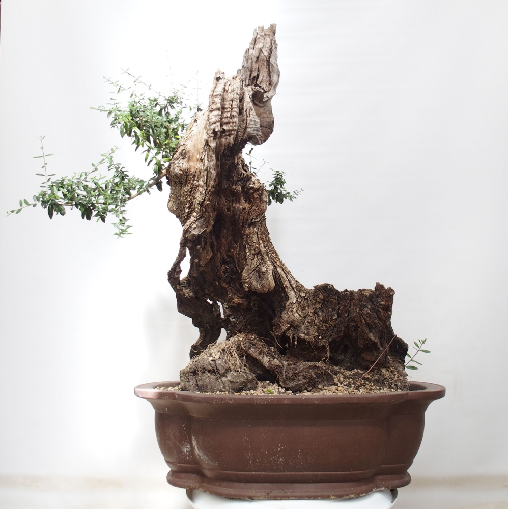 Pokojová bonsai - Olea europaea sylvestris -Oliva evropská drobnolistá