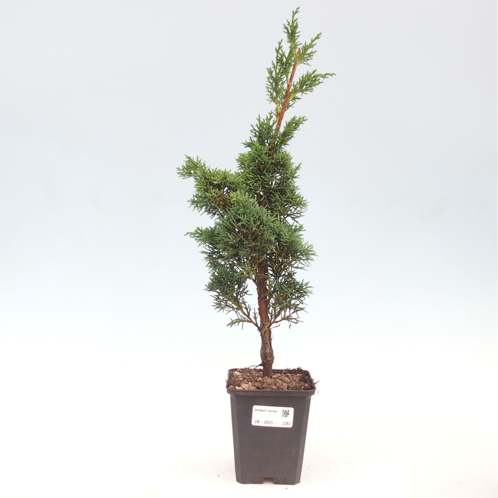 Venkovní bonsai - Juniperus chinensis Kishu -Jalovec čínský