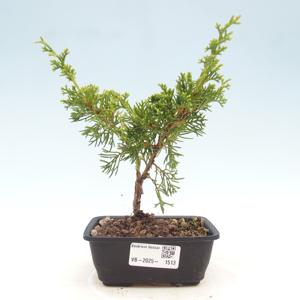 Venkovní bonsai - Juniperus chinensis Itoigawa -Jalovec čínský