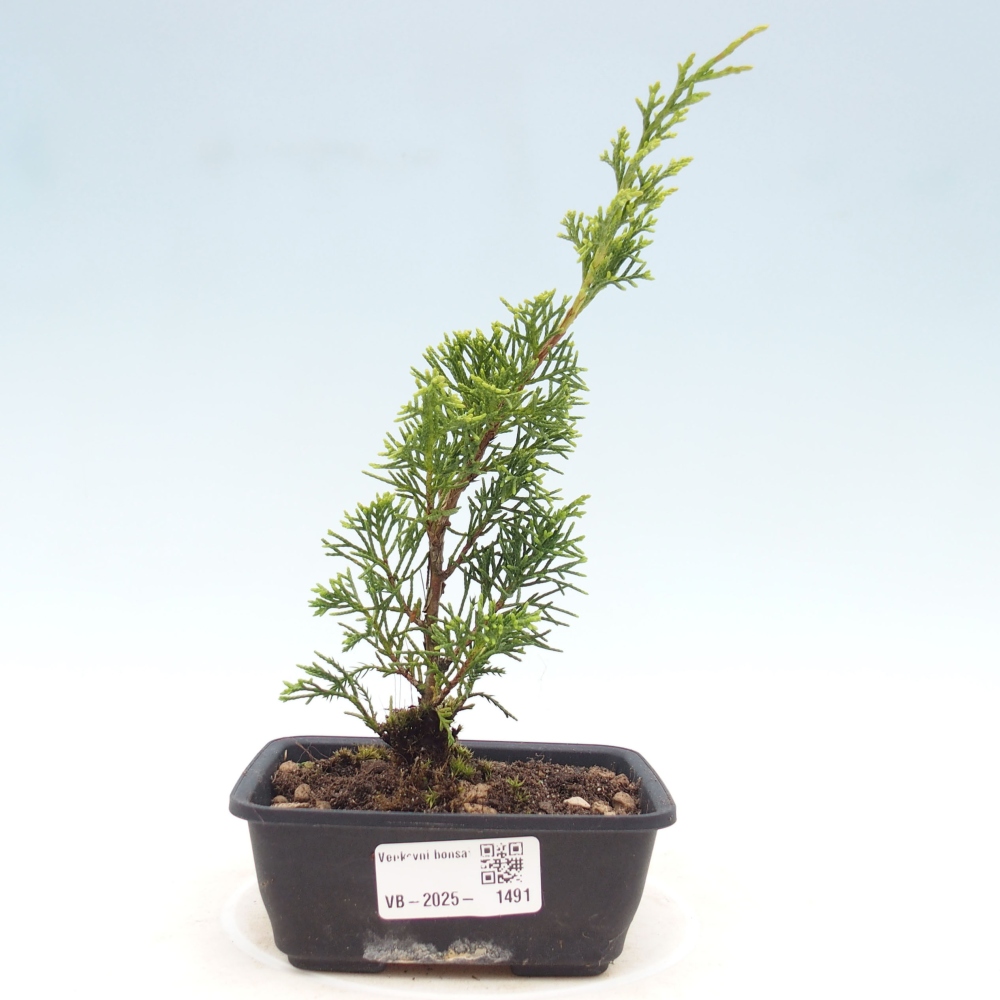 Venkovní bonsai - Juniperus chinensis Itoigawa -Jalovec čínský