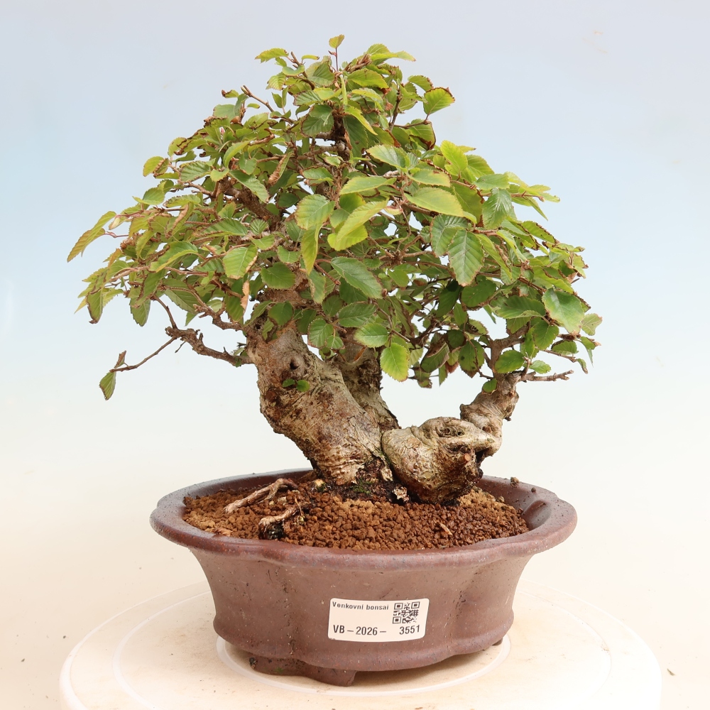 Venkovní bonsai -Carpinus CARPINOIDES - Habr korejský