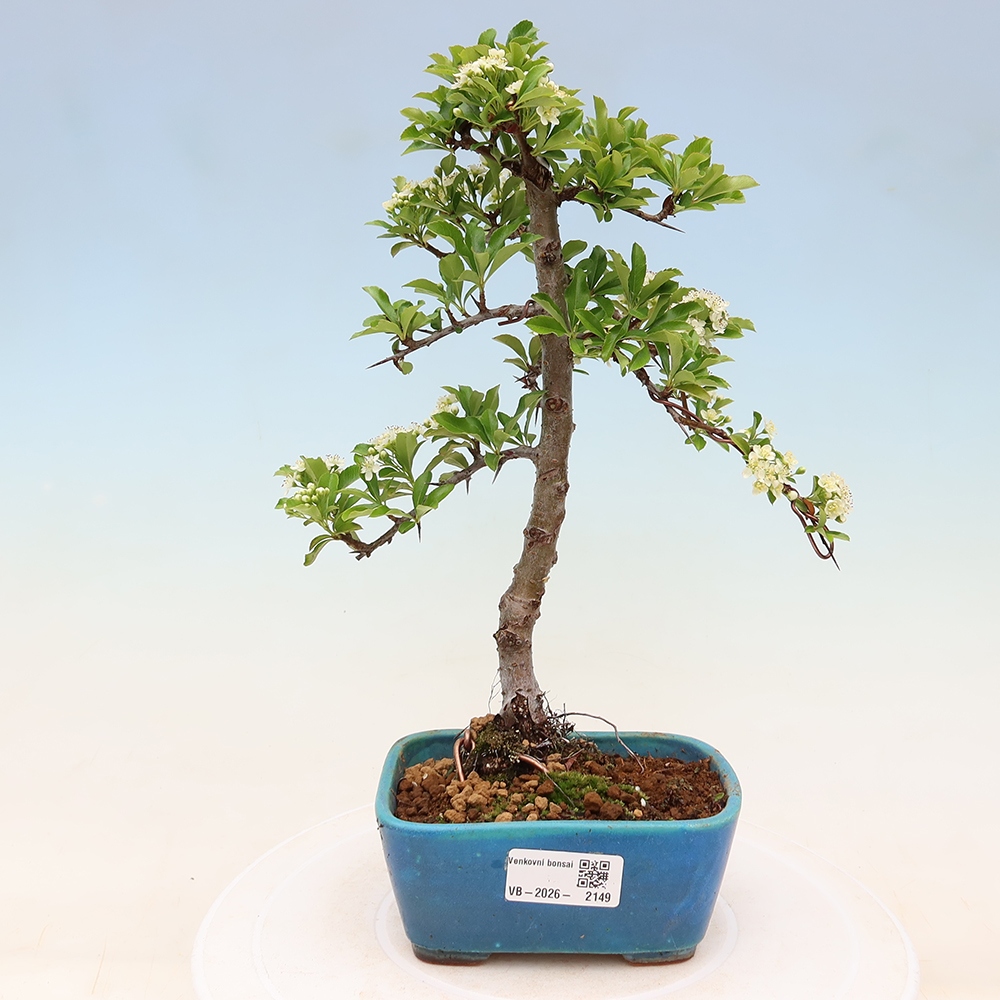 Venkovní bonsai - Pyracantha teton - Hlohyně šarlatová