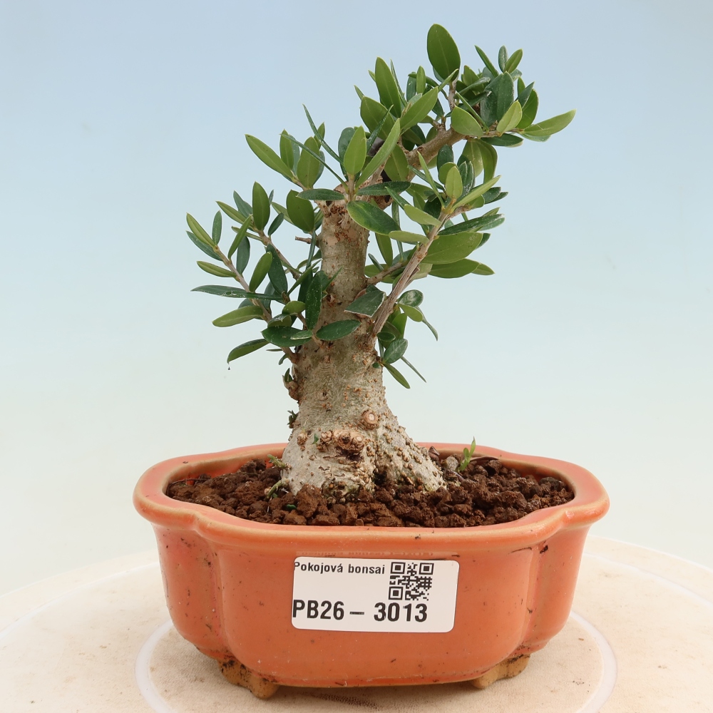 Pokojová bonsai - Olea europaea sylvestris -Oliva evropská drobnolistá