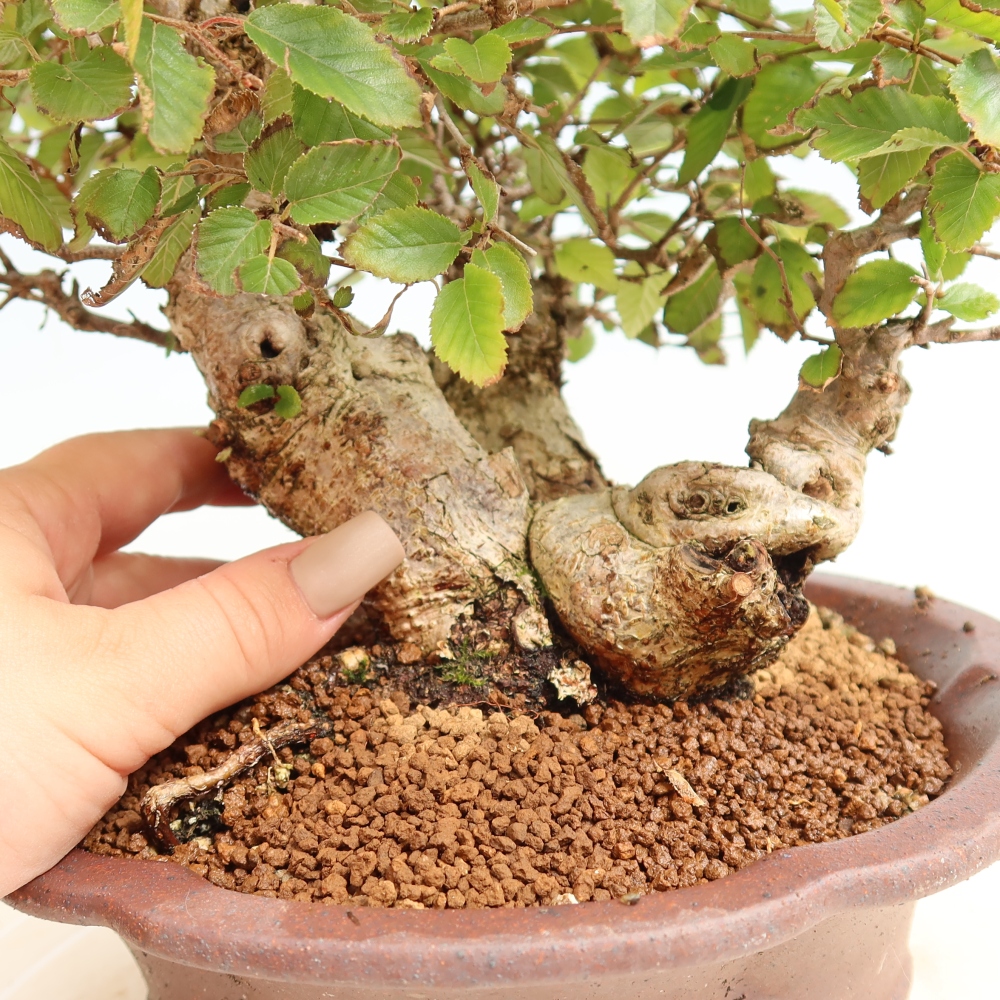 Venkovní bonsai -Carpinus CARPINOIDES - Habr korejský