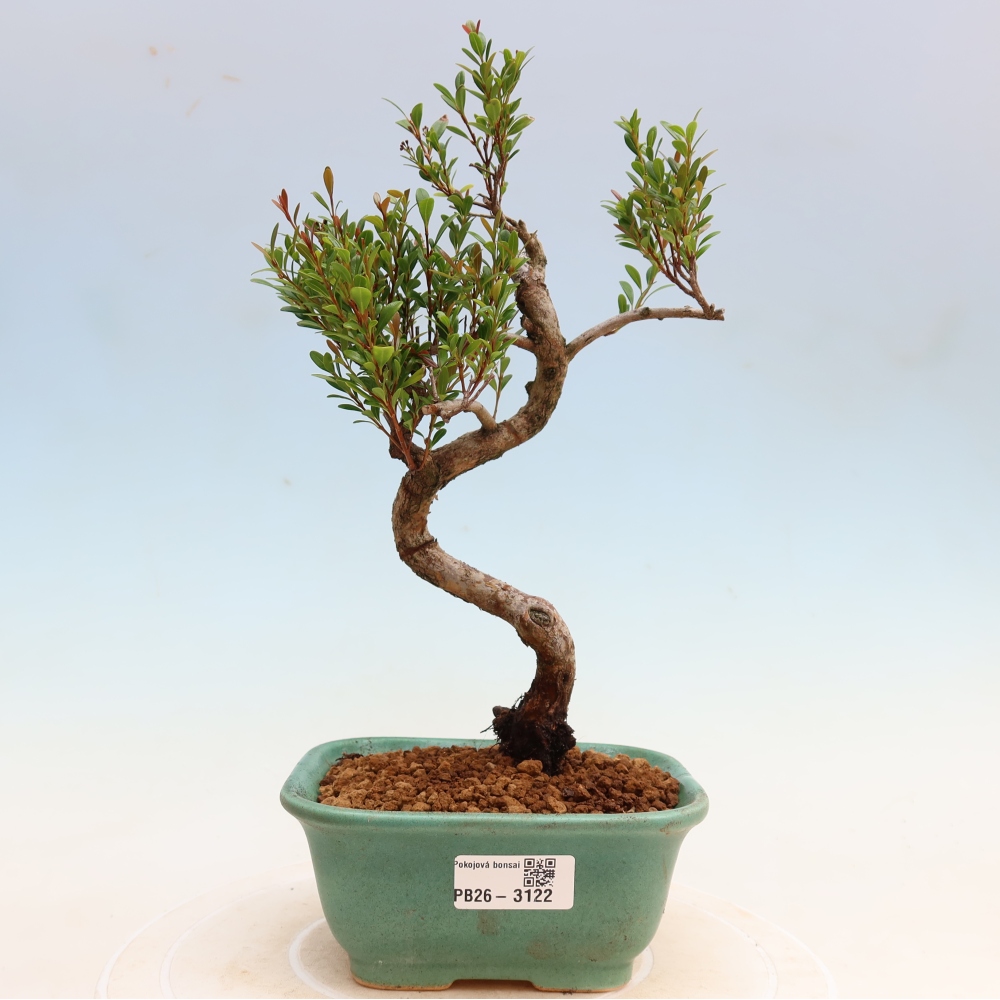 Pokojová bonsai - Syzygium - Pimentovník