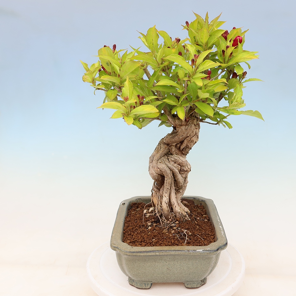 Venkovní bonsai - Weigela subsessilis - Vajgélie korejská