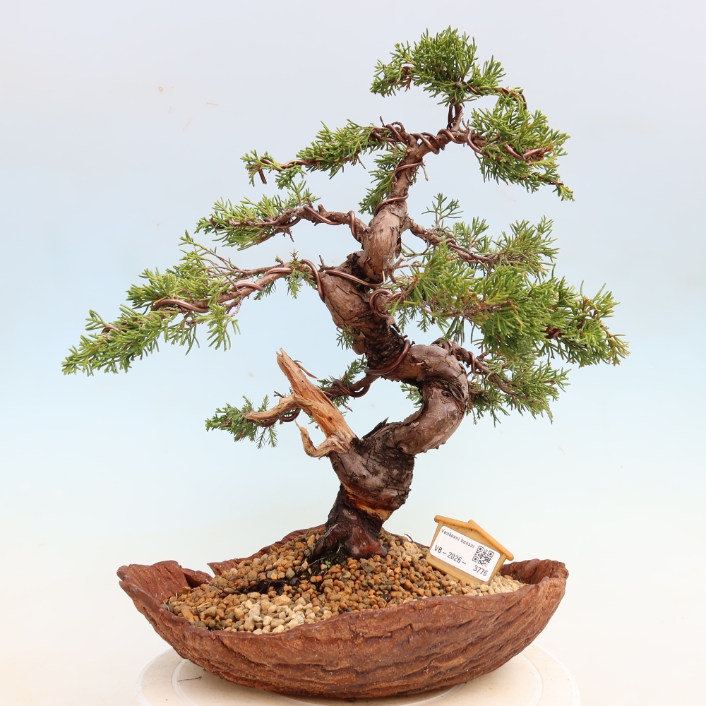 Venkovní bonsai - Juniperus chinensis Itoigawa-Jalovec čínský