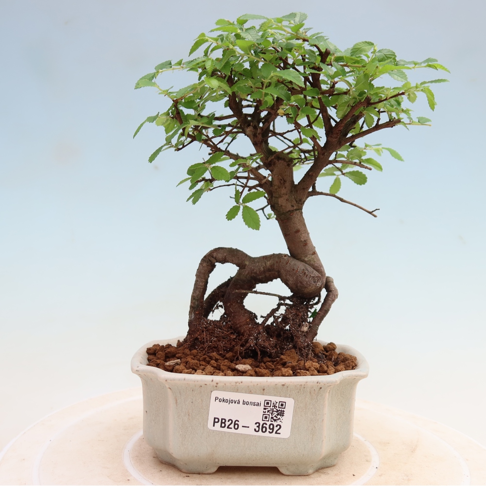 Pokojová bonsai - Ulmus parvifolia - Malolistý jilm