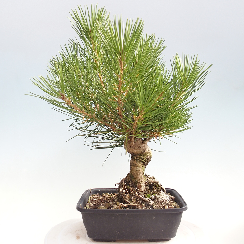 Venkovní bonsai - Pinus thunbergii - Borovice thunbergova