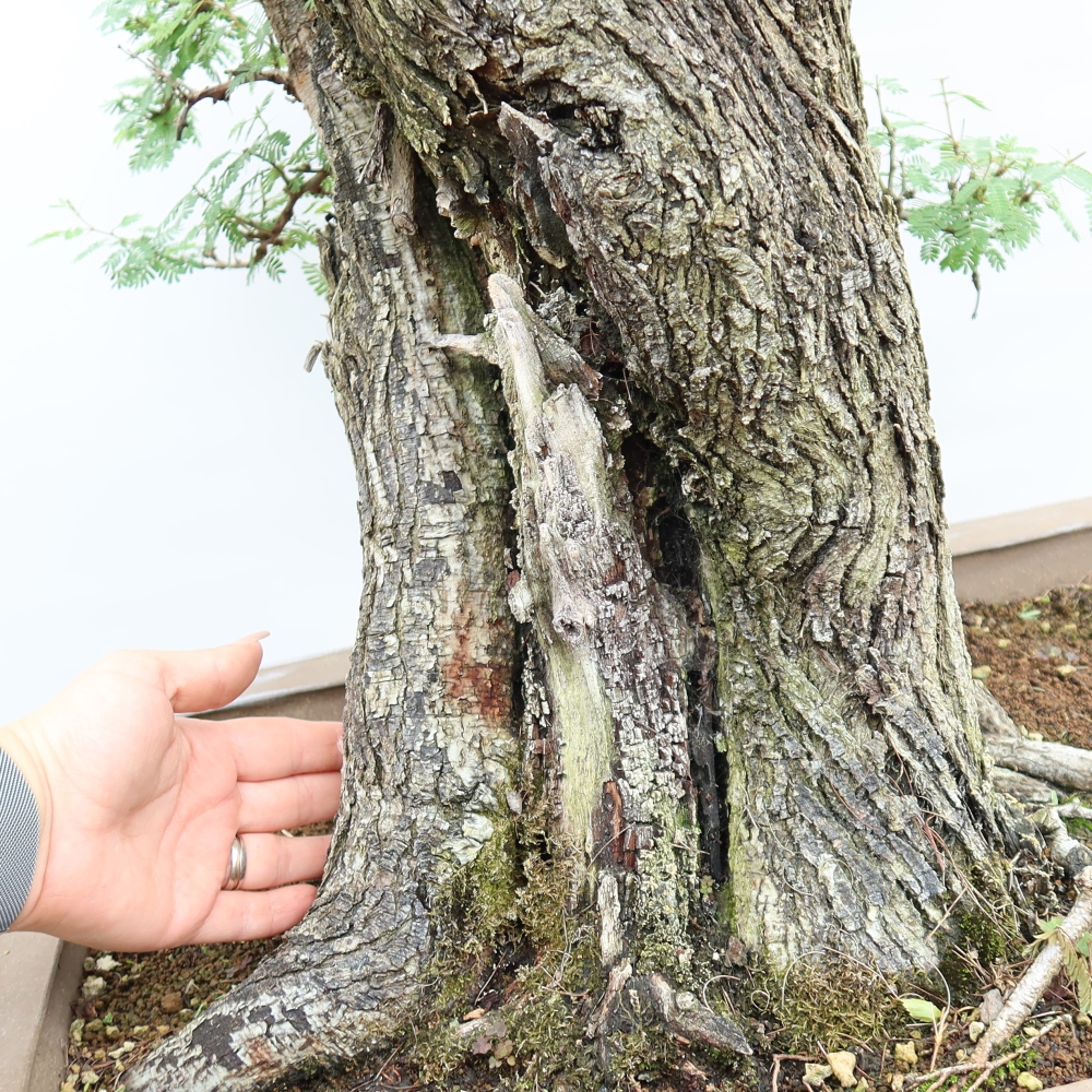 Pokojová bonsai - Akacia Arabica