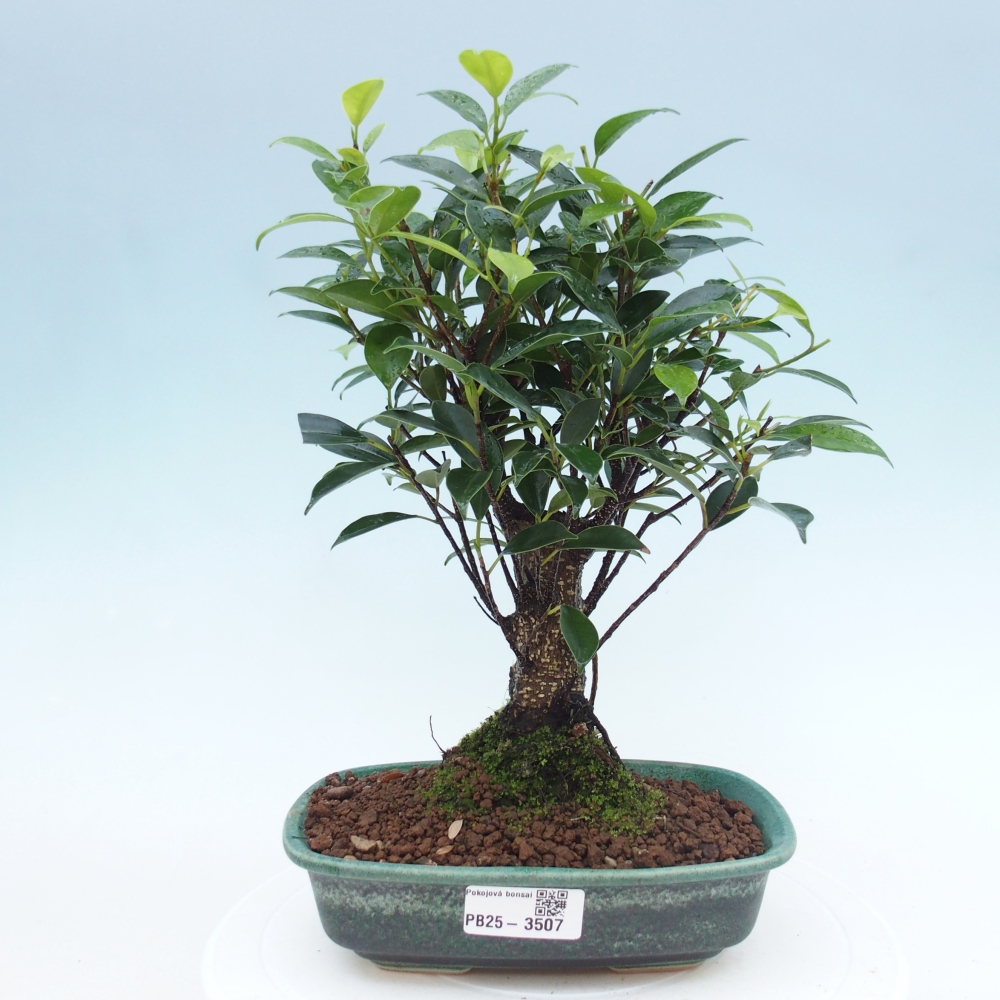 Pokojová bonsai - Ficus retusa -  malolistý fíkus