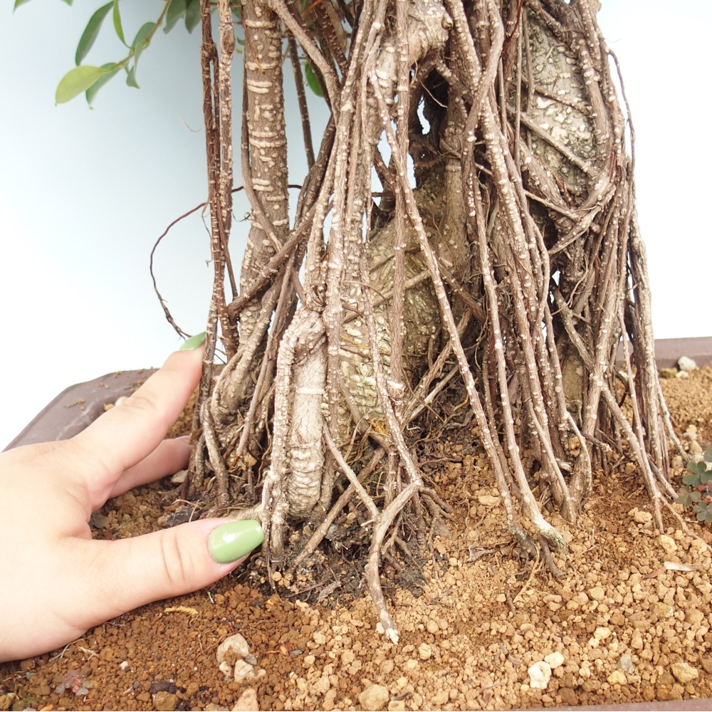 Pokojová bonsai - Ficus kimmen -  malolistý fíkus - POUZE OSOBNÍ ODBĚR nebo paletová přeprava