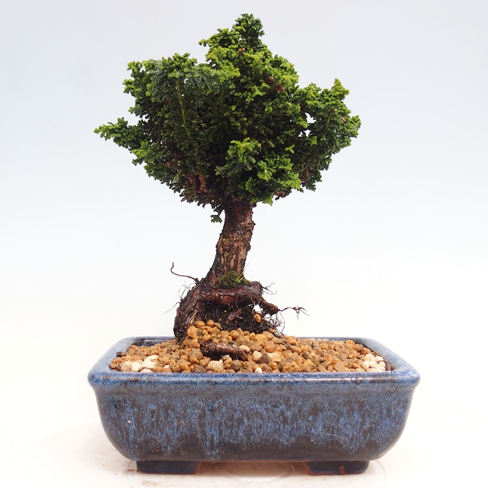 Venkovní bonsai - Cham. obtusa SEKKA HINOKI - Cypřišek