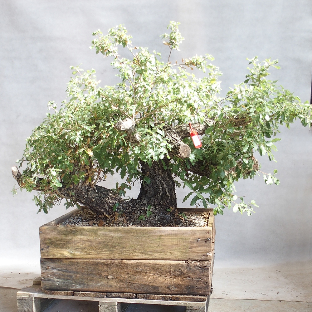 Venkovní bonsai Quercus Cerris - Dub Cer