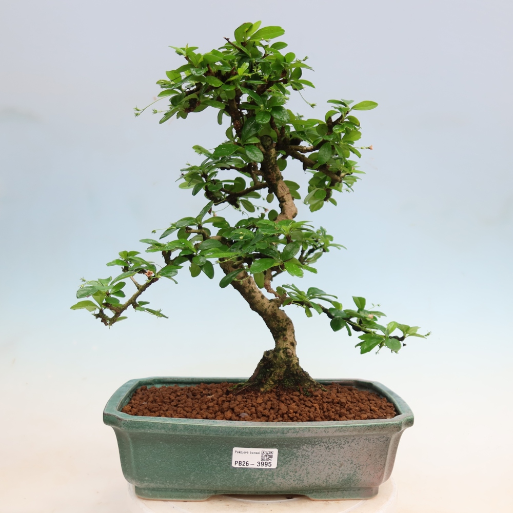 Pokojová bonsai - Carmona macrophylla - Čaj fuki