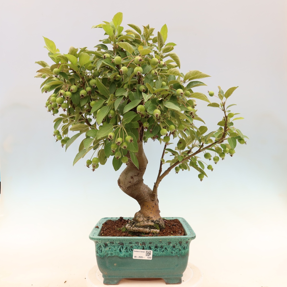 Venkovní bonsai -Malus halliana - Maloplodá jabloň