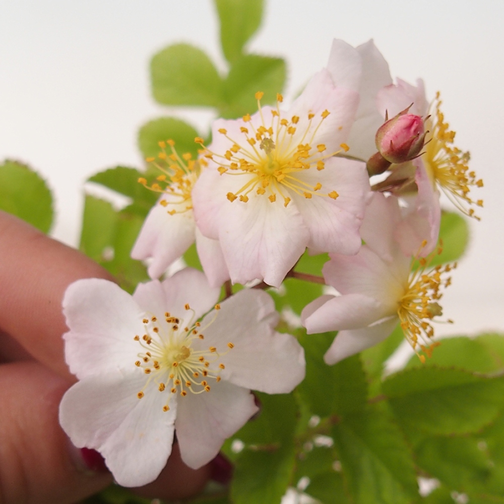 Venkovní bonsai - Rosa sp. - malokvětá růže