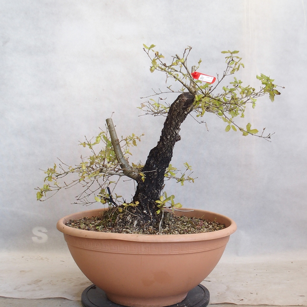 Venkovní bonsai Quercus Cerris - Dub Cer