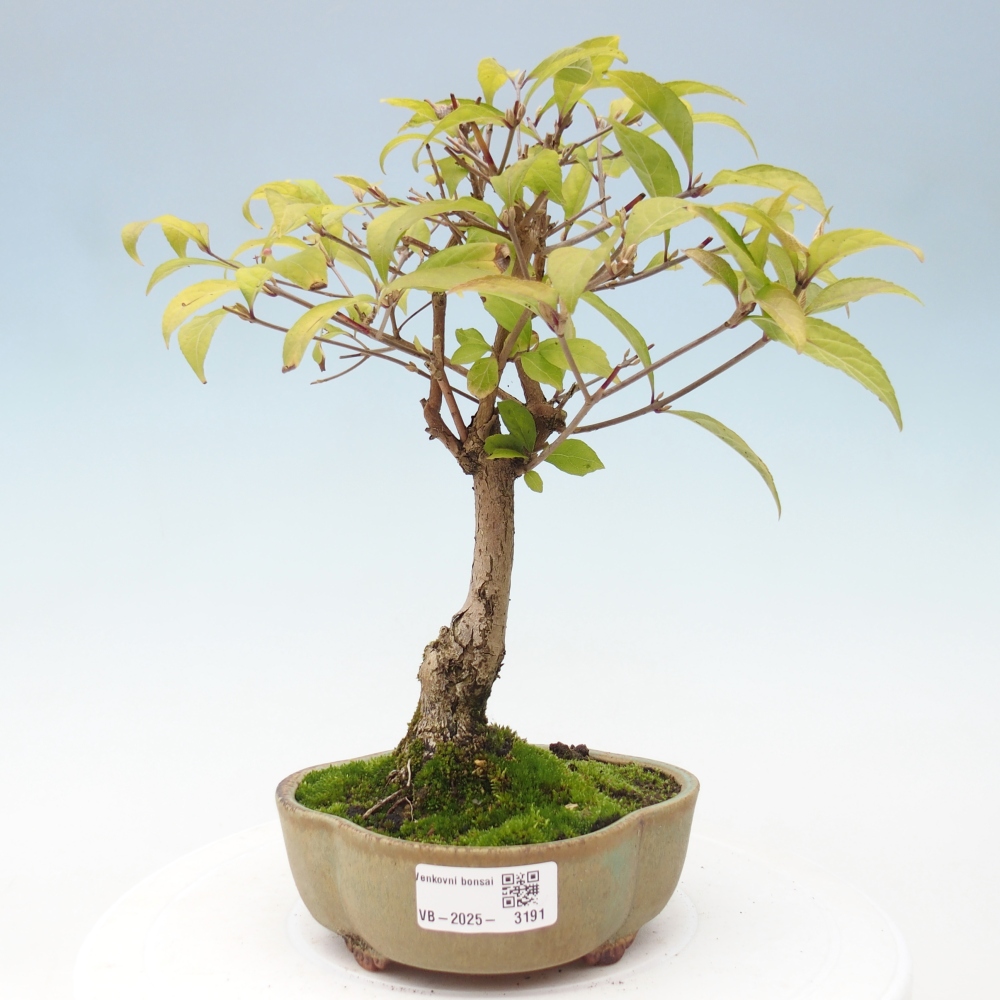 Venkovní bonsai - krásnoplodka - Callicarpa japonica