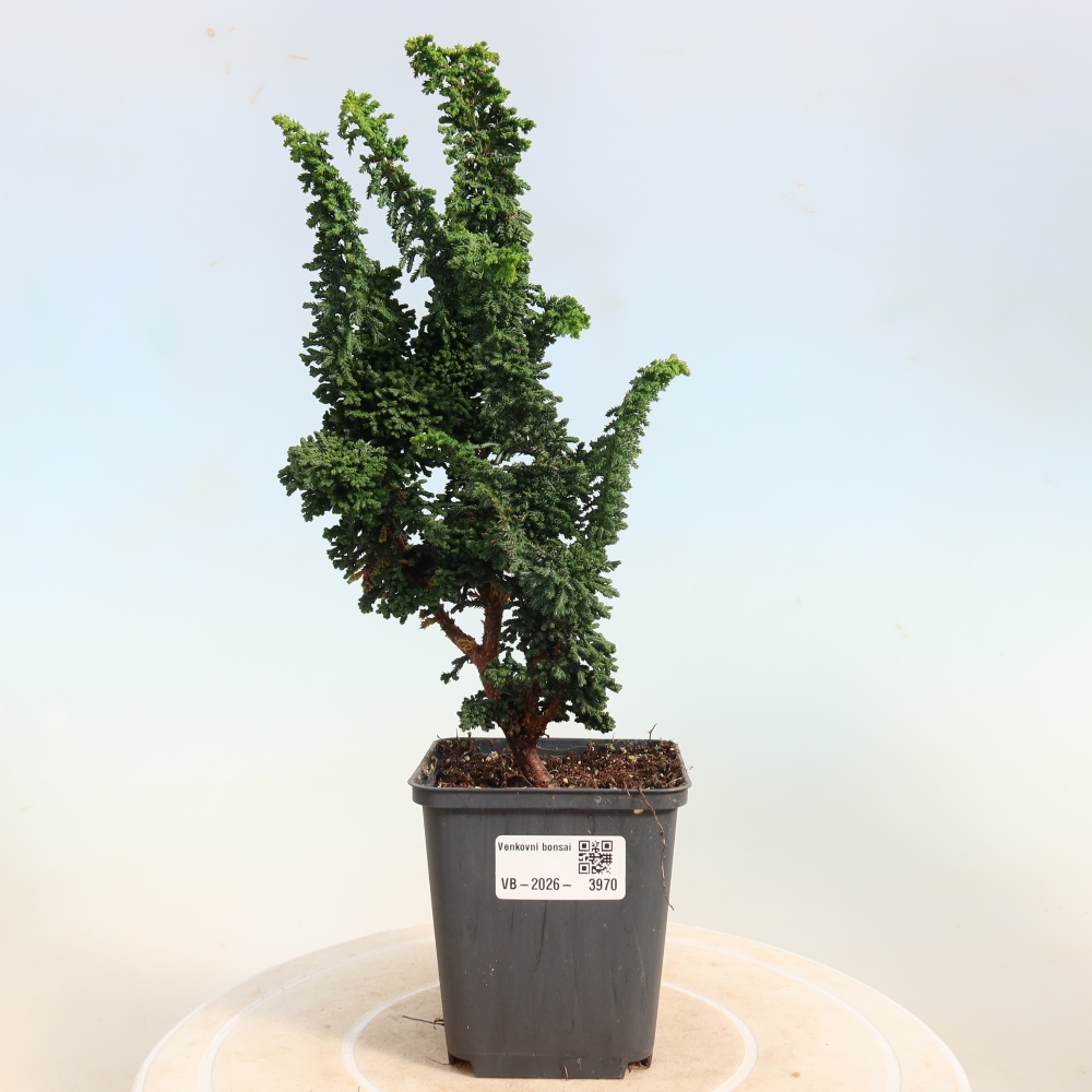 Venkovní bonsai - Cham. obtusa SEKKA HINOKI - Cypřišek