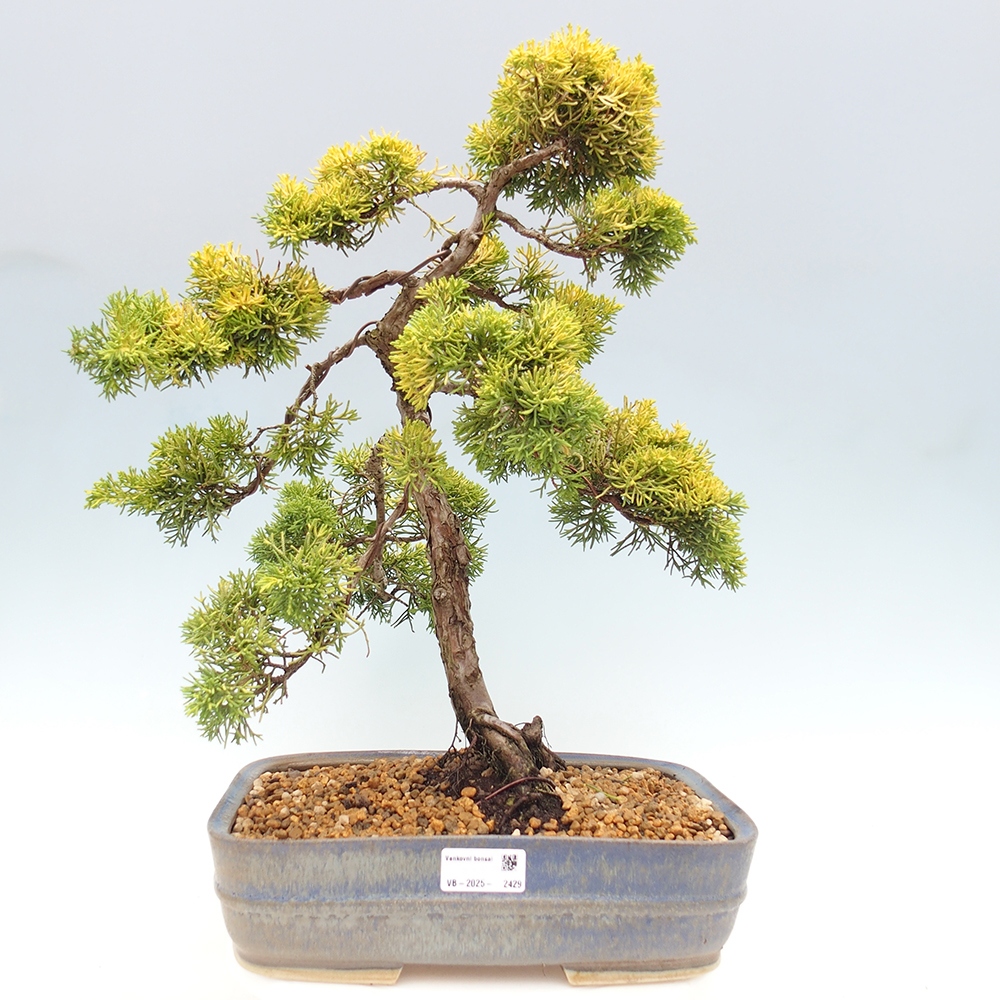 Venkovní bonsai - Juniperus chinensis plumosa aurea - Jalovec čínský zlatý