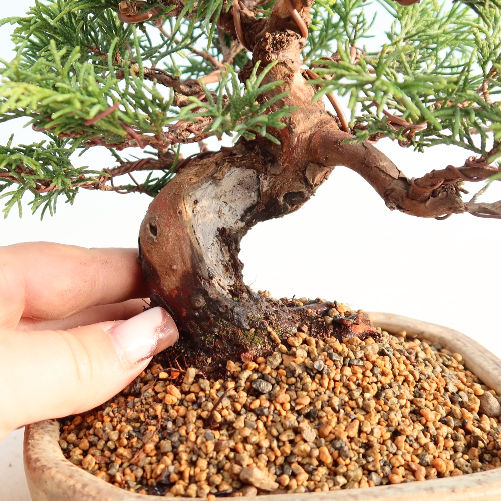 Venkovní bonsai - Juniperus chinensis Itoigawa -Jalovec čínský