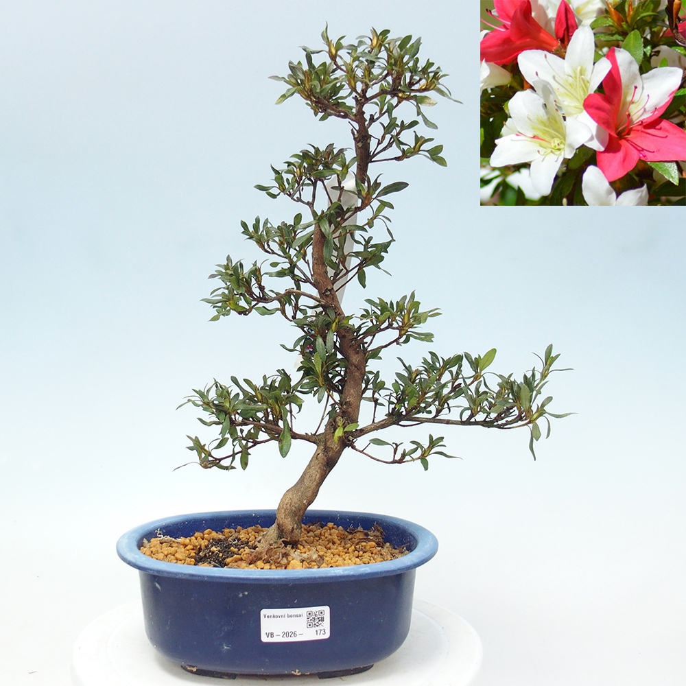 Venkovní bonsai - Japonská azalka - Azalea CHIHIRO