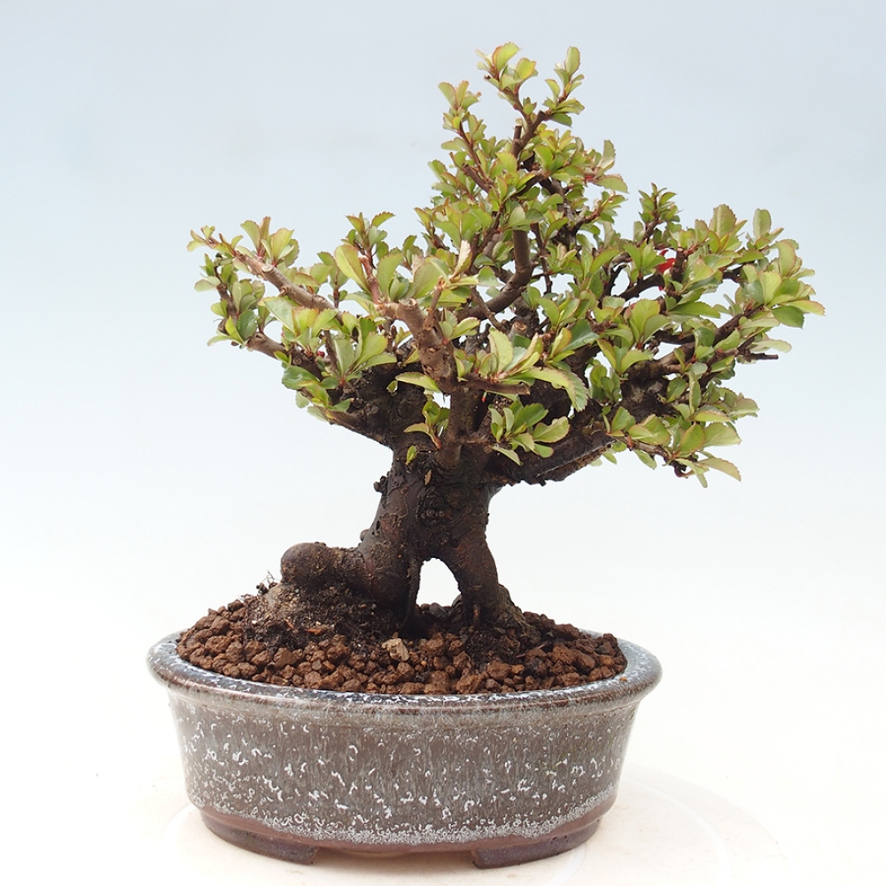 Venkovní  bonsai -  Chaneomeles speciosa - Kdoulovec ozdobný