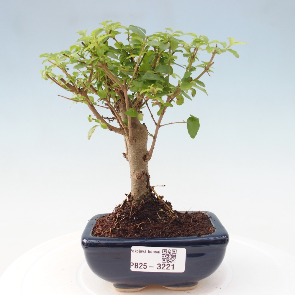 Pokojová bonsai -Ligustrum chinensis - Ptačí zob