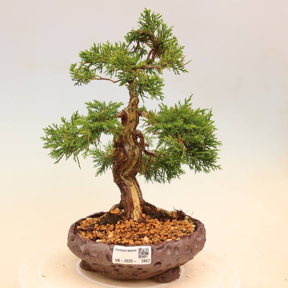 Venkovní bonsai - Juniperus chinensis Itoigawa -Jalovec čínský