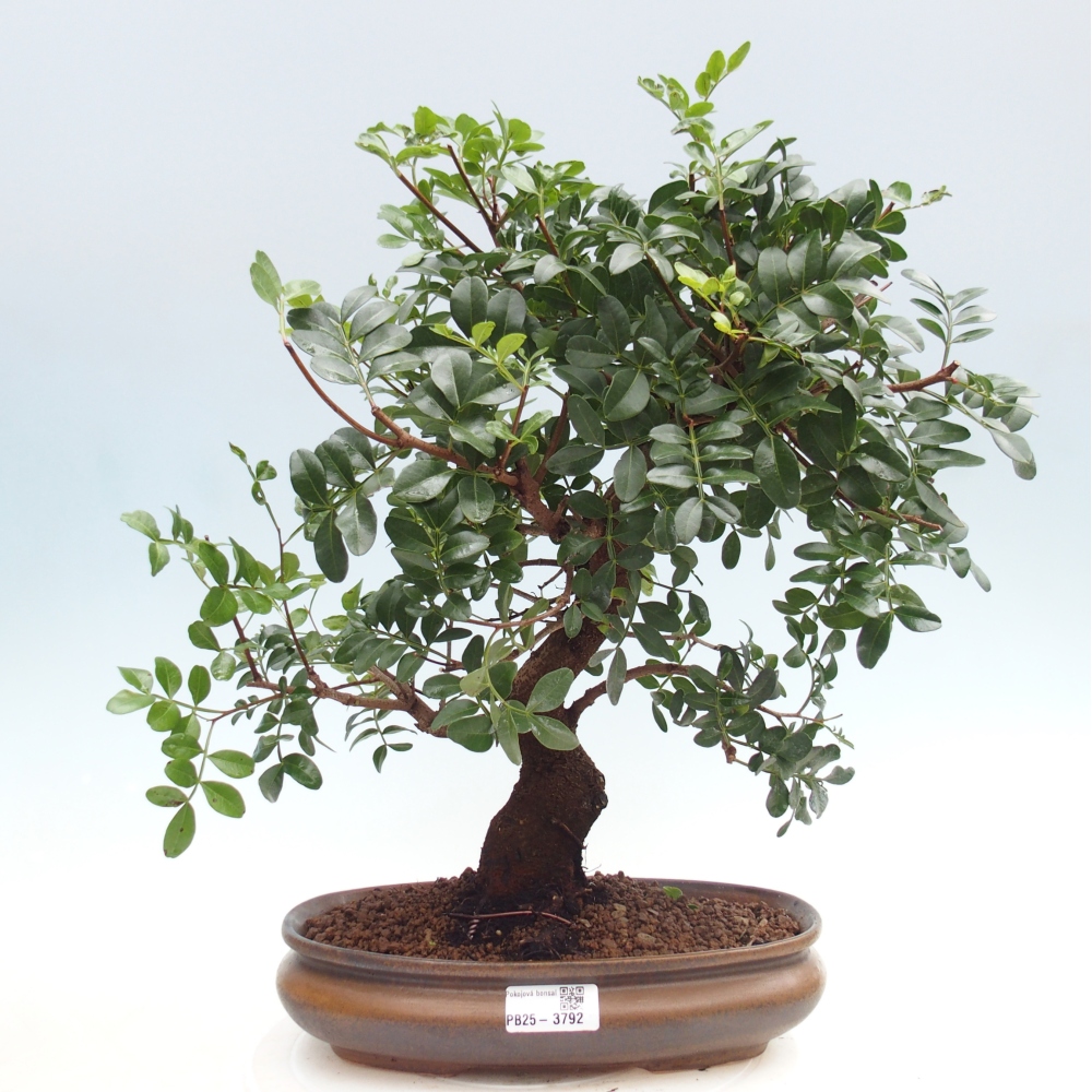 Pokojová bonsai -  Pistácie