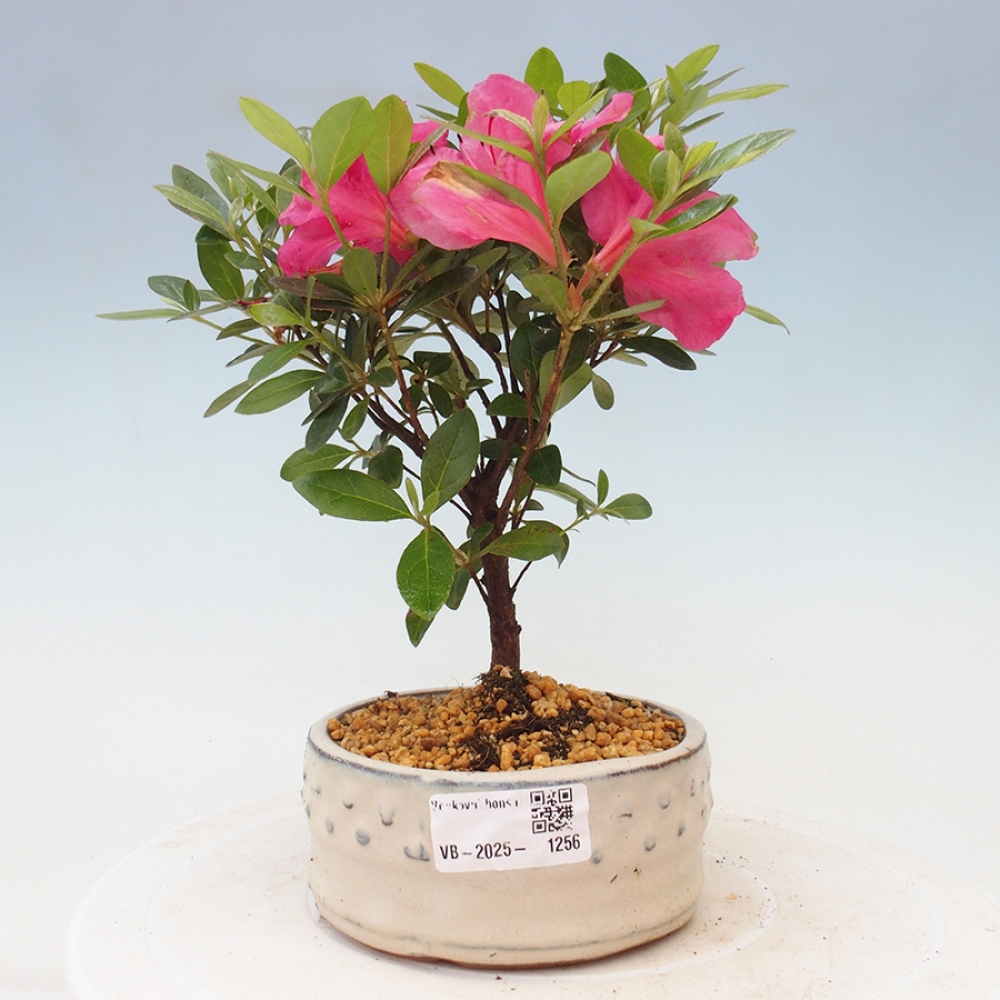 Venkovní bonsai - Japonská azalka - Azalea sp.