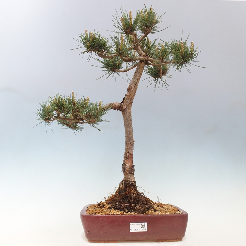 Venkovní bonsai - Pinus Sylvestris Watererri - Borovice lesní