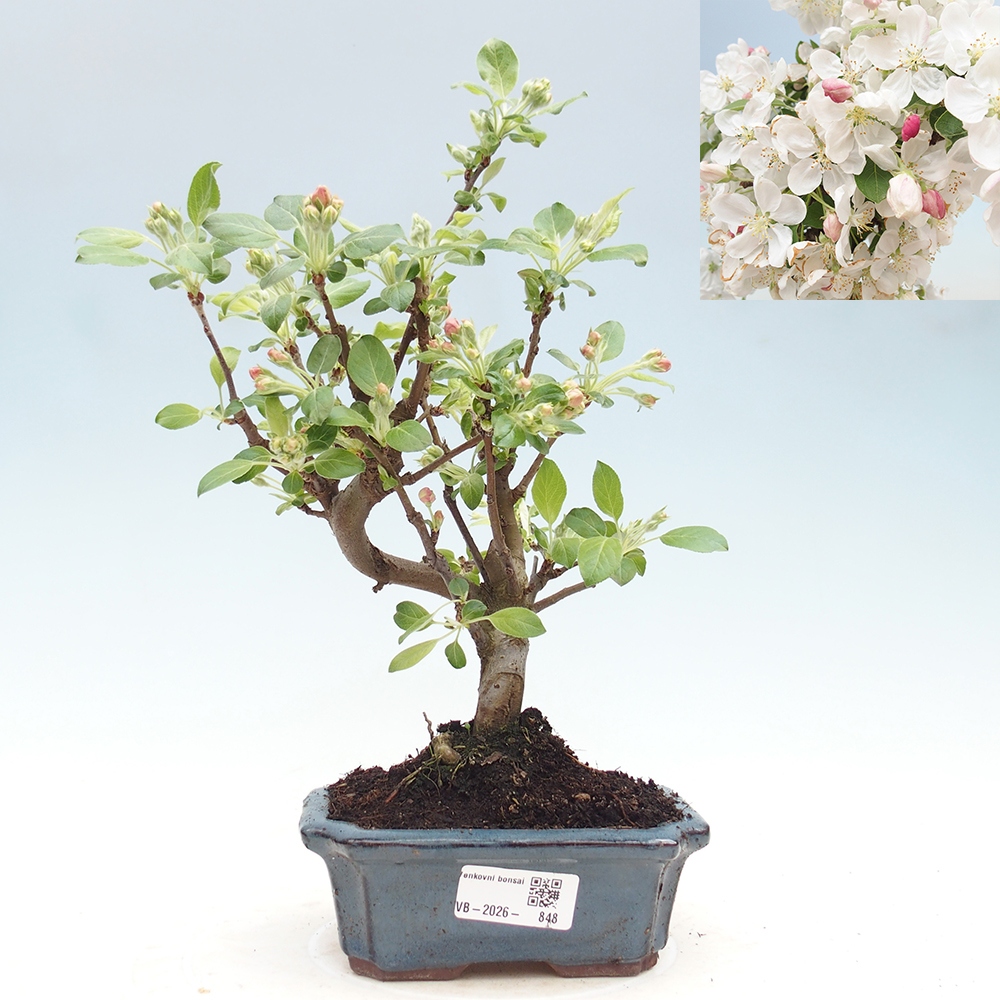 Venkovní bonsai -Malus halliana - Maloplodá jabloň